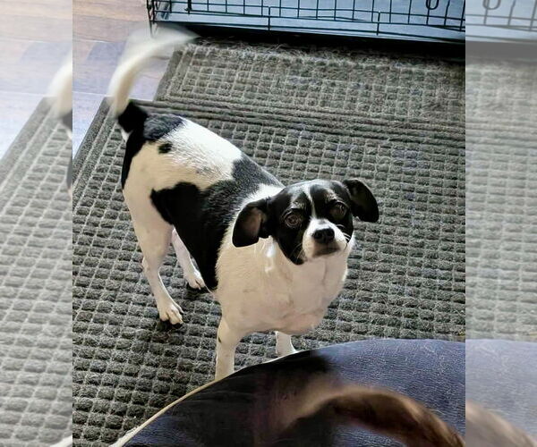 Medium Photo #2 Rat Terrier Puppy For Sale in Mount Laurel, NJ, USA