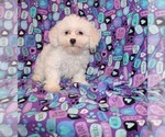 Small Photo #8 Zuchon Puppy For Sale in BLOOMINGTON, IN, USA