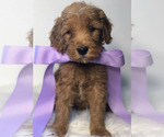 Small Photo #1 Goldendoodle Puppy For Sale in DEMOPOLIS, AL, USA