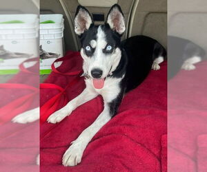 Huskies -Unknown Mix Dogs for adoption in Enfield, CT, USA