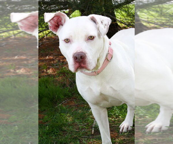 Medium Photo #2 American Pit Bull Terrier Puppy For Sale in Evansville, IN, USA