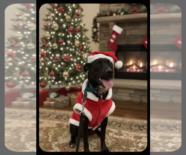 Medium Photo #1 Labrador Retriever-Unknown Mix Puppy For Sale in Garner, NC, USA