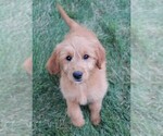 Small Photo #17 Goldendoodle (Miniature) Puppy For Sale in SYRACUSE, IN, USA