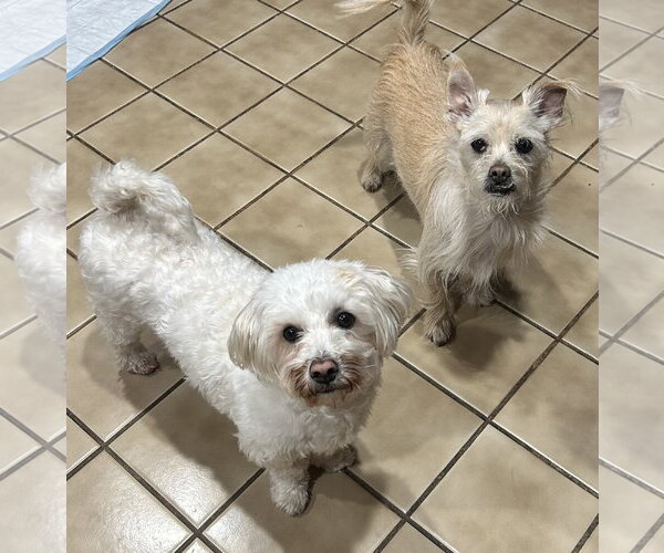 Medium Photo #11 Maltese-Unknown Mix Puppy For Sale in Westmont, IL, USA