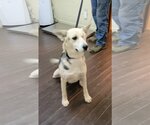 Small German Shepherd Dog Mix