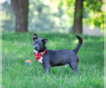 Small #2 Chihuahua Mix