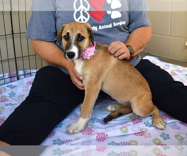 Medium Photo #2 Mutt Puppy For Sale in McKinney, TX, USA
