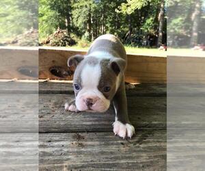 Boston Terrier Puppy for sale in HICKORY, NC, USA