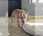 Small #2 American Pit Bull Terrier Mix