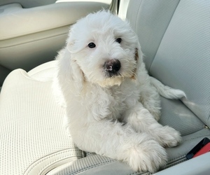 Goldendoodle Puppy for sale in RIO LINDA, CA, USA