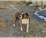 Small Photo #2 Boxer Puppy For Sale in ELKTON, MD, USA