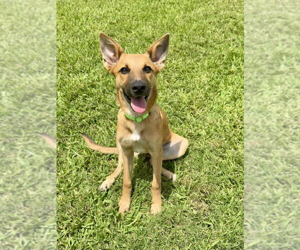 Medium Photo #5 German Shepherd Dog-Unknown Mix Puppy For Sale in San Leon, TX, USA