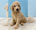 Small #2 Goldendoodle