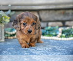 Small #1 Dachshund