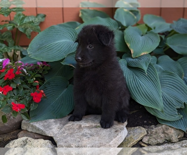 Medium Photo #8 Belgian Sheepdog Puppy For Sale in HAMILTON, MO, USA