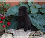 Small #7 Belgian Sheepdog