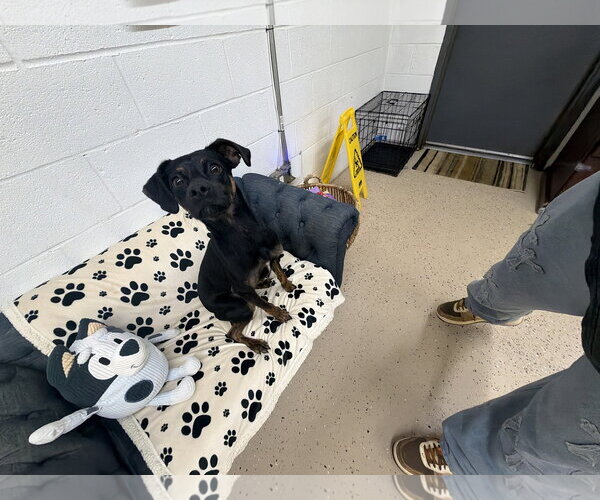 Medium Photo #2 Min Pin Dobe Puppy For Sale in York, SC, USA