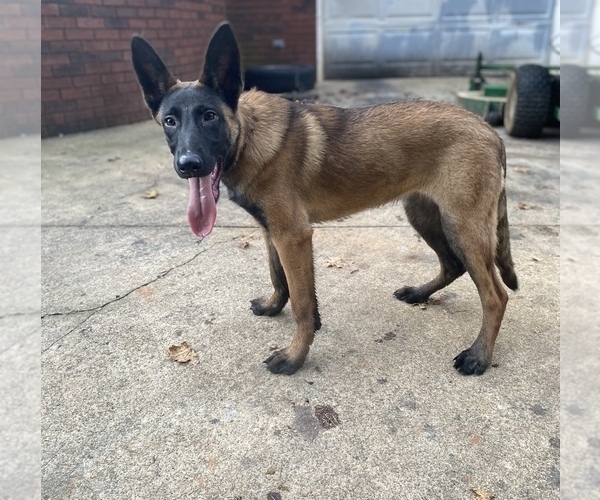 Medium Photo #9 Belgian Malinois Puppy For Sale in GREENVILLE, SC, USA