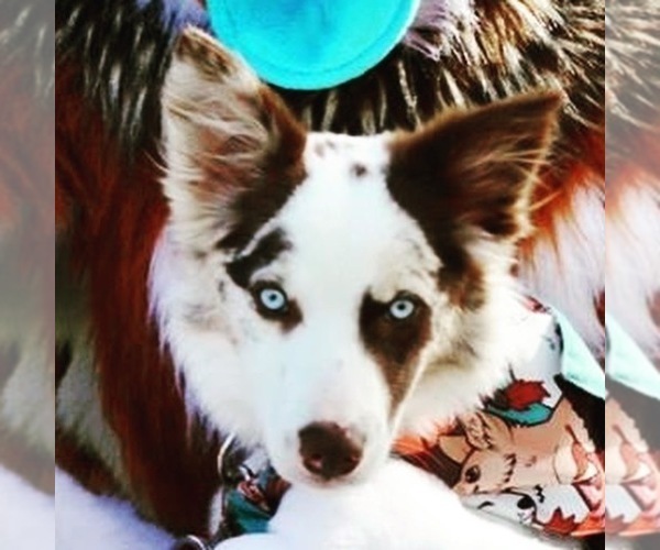 Medium Photo #39 Border Collie Puppy For Sale in STRAFFORD, MO, USA