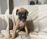 Puppy 1 Boxer
