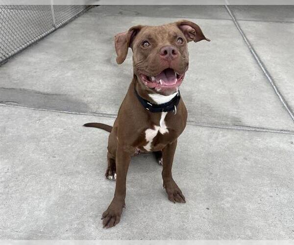 Medium Photo #1 American Pit Bull Terrier-Labrador Retriever Mix Puppy For Sale in Denver, CO, USA