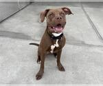 Small American Pit Bull Terrier-Labrador Retriever Mix