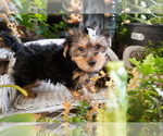 Small Photo #5 Yorkshire Terrier Puppy For Sale in LOS ANGELES, CA, USA