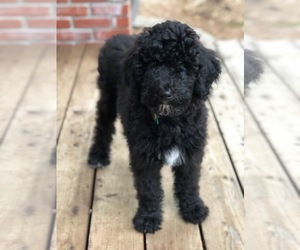 Sheepadoodle-Unknown Mix Puppy for sale in LACEY, WA, USA