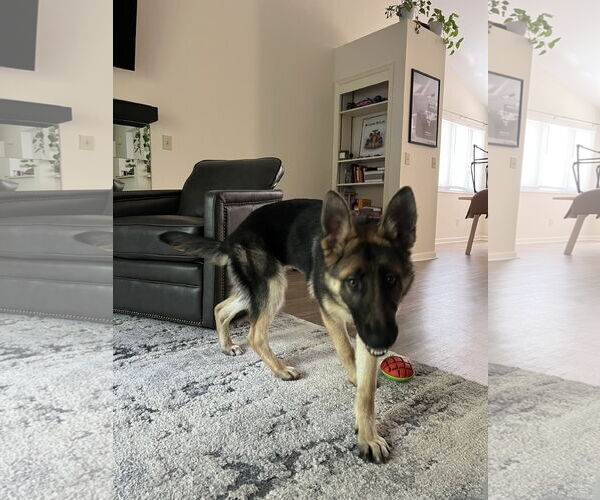 Medium Photo #3 German Shepherd Dog Puppy For Sale in La Grange , NC, USA