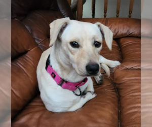 Basset Hound-Labrador Retriever Mix Dogs for adoption in Brooklyn Center, MN, USA