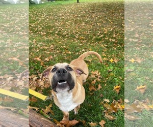 Krew - Male Mutt Dog for Adoption - Photo #4