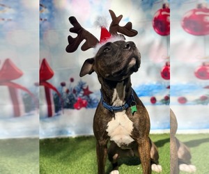 Mutt Dogs for adoption in Pompano Beach , FL, USA