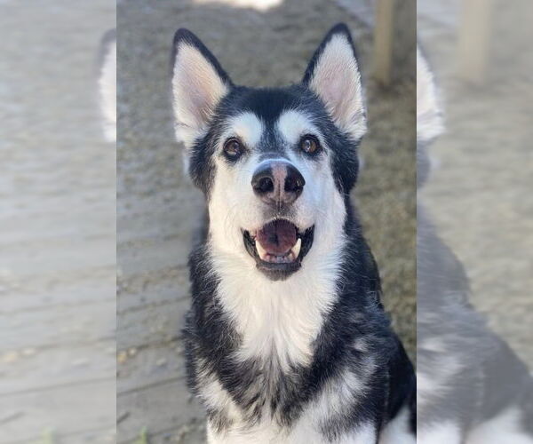 Medium Photo #1 Siberian Husky-Unknown Mix Puppy For Sale in Matawan, NJ, USA