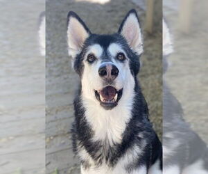 Siberian Husky-Unknown Mix Dogs for adoption in Matawan, NJ, USA