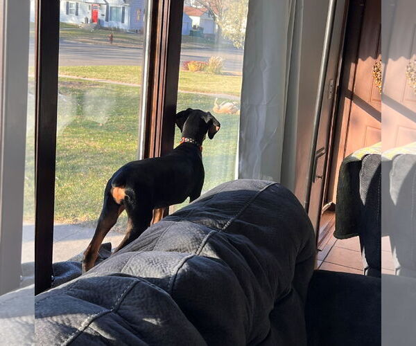 Medium Photo #13 Doberman Pinscher Puppy For Sale in Minneaoplis, MN, USA