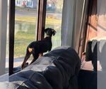 Small #12 Doberman Pinscher