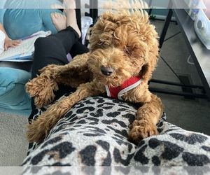 Poodle (Miniature) Puppy for sale in PLAINFIELD, IN, USA