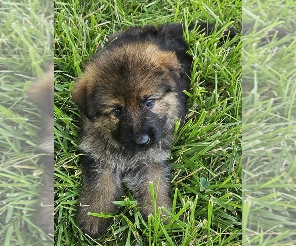 Medium Photo #5 German Shepherd Dog Puppy For Sale in EOLIA, MO, USA