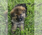 Small #4 German Shepherd Dog