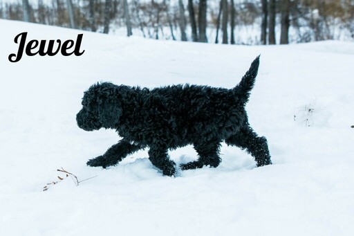 Medium Photo #10 Labradoodle-Poodle (Standard) Mix Puppy For Sale in SAINT CLOUD, MN, USA