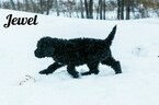 Small #9 Labradoodle-Poodle (Standard) Mix