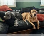 Small #1 Labrador Retriever-Portuguese Water Dog Mix