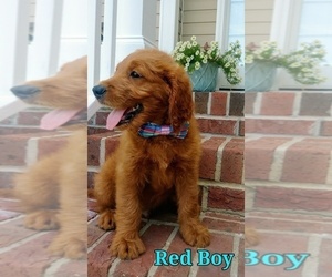 Goldendoodle Puppy for sale in STEM, NC, USA