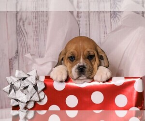 Beagle-English Bulldog Mix Puppy for sale in FREDERICKSBG, OH, USA