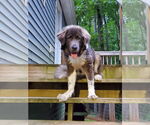 Small #2 Mutt