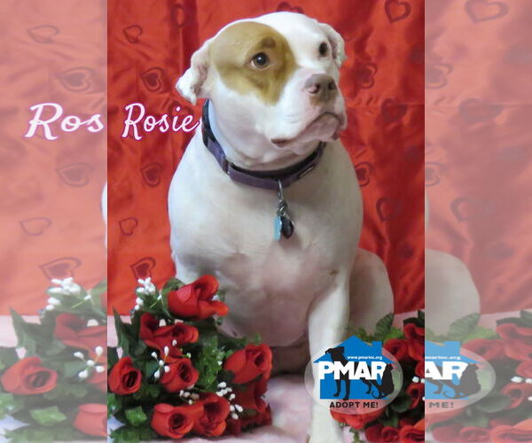 Medium Photo #4  Puppy For Sale in , 