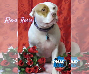 American Pit Bull Terrier-Unknown Mix Dogs for adoption in Binghamton, NY, USA