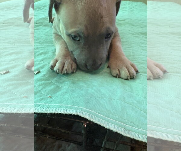 Medium Photo #6 Labrador Retriever-Unknown Mix Puppy For Sale in Sanford, FL, USA