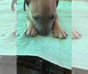 Suja - Female Labrador Retriever-Unknown Mix Dog for Adoption - Photo #6