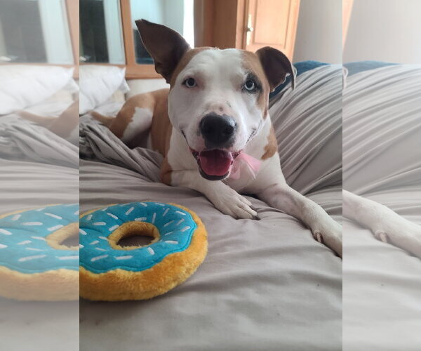 Medium Photo #4 American Pit Bull Terrier Puppy For Sale in Chandler, AZ, USA